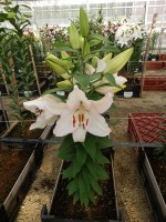 [5679 VZ W10 1119-01 No01.JPG]